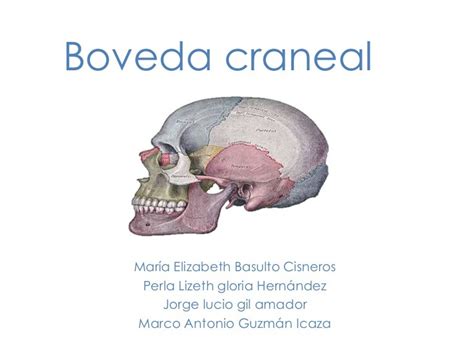 boveda lv|que es la boveda craneal.